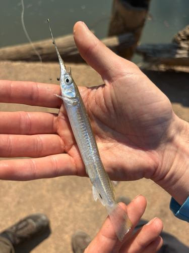 Northern River Garfish
