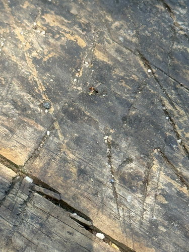 iNaturalist observation photo of Formicine Ants