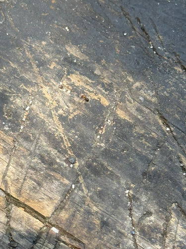 iNaturalist observation photo of Ants