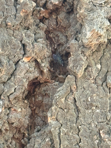 iNaturalist observation photo of Brachyceran Flies