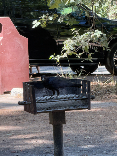 iNaturalist observation photo of Crows and Ravens