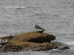 Ichthyaetus audouinii