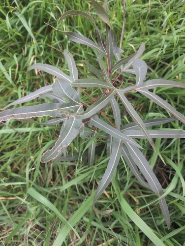 kurrajong