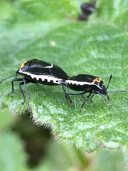 Cosmopepla conspicillaris