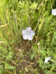 Linum pratense