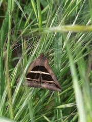Grammodes bifasciata