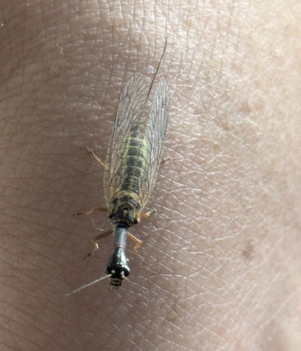 iNaturalist observation photo of Raphidiinae