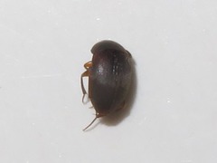 Sciodrepoides