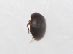 Sciodrepoides