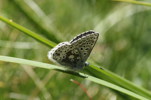 iNaturalist observation photo of Sierra Blue