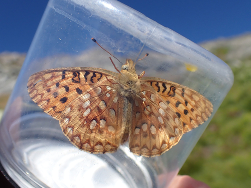 iNaturalist observation photo of Greater Fritillaries