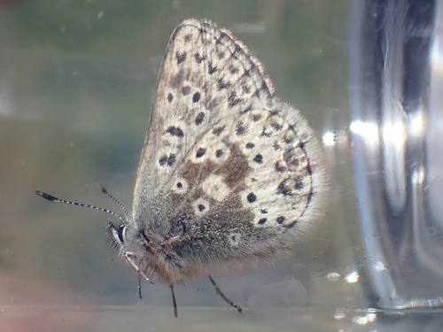 iNaturalist observation photo of Sierra Blue