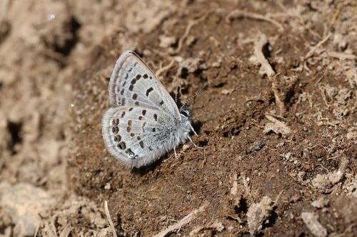 iNaturalist observation photo of Shasta Blue