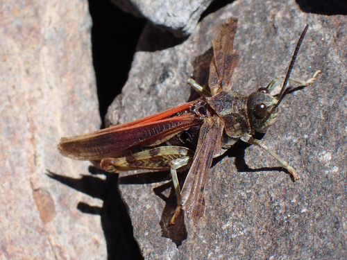 iNaturalist observation photo of Nevada Red-winged Grasshopper