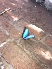 Morpho helenor peleides