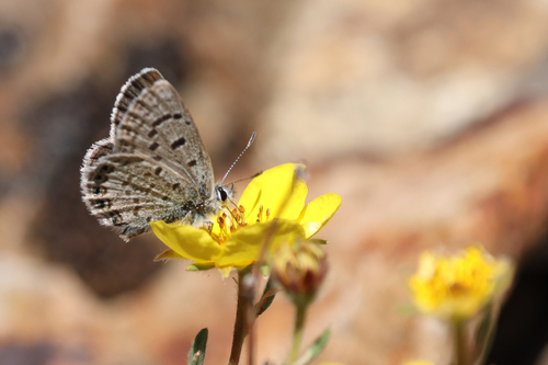 iNaturalist observation photo of Shasta Blue