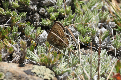 iNaturalist observation photo of Sierra Blue