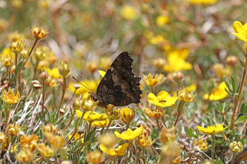 iNaturalist observation photo of California Tortoiseshell
