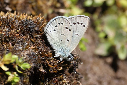 iNaturalist observation photo of Silvery Blue