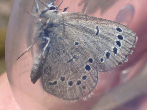 iNaturalist observation photo of Silvery Blue