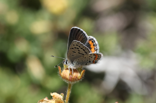 iNaturalist observation photo of Icaricia