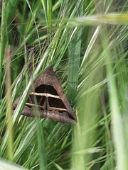 Grammodes bifasciata