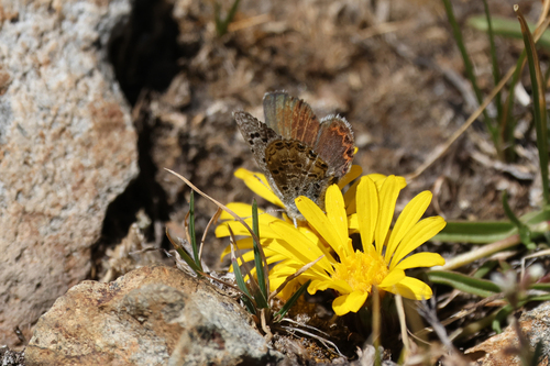 iNaturalist observation photo of Shasta Blue