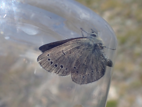 iNaturalist observation photo of Silvery Blue