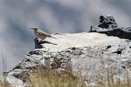 iNaturalist observation photo of Rock Wren