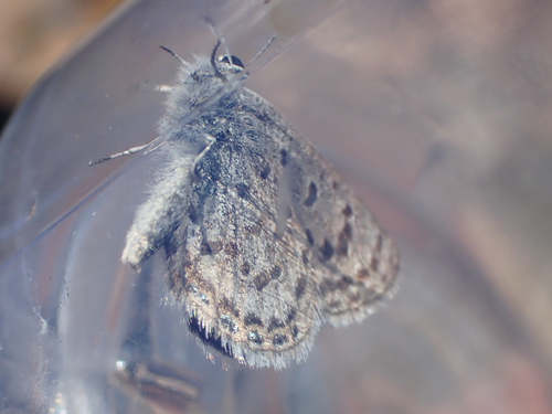 iNaturalist observation photo of Shasta Blue