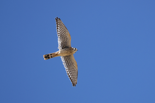 iNaturalist observation photo of American Kestrel