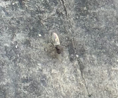 iNaturalist observation photo of Winged and Once-winged Insects