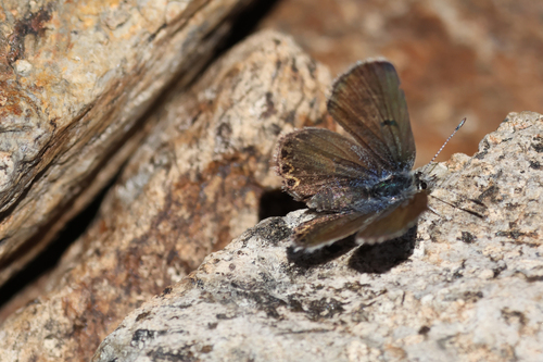 iNaturalist observation photo of Shasta Blue