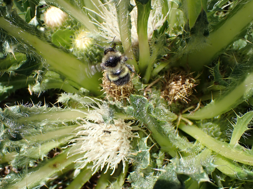 iNaturalist observation photo of Golden-belted Bumble Bee