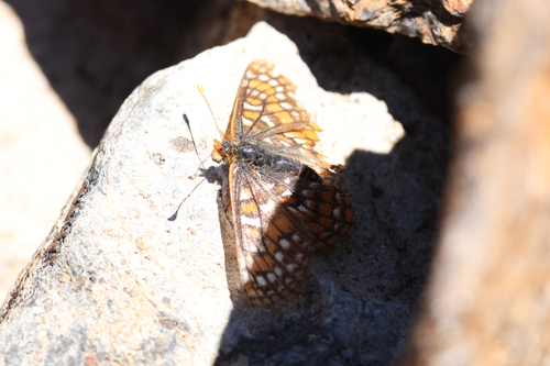 iNaturalist observation photo of Edith's Checkerspot