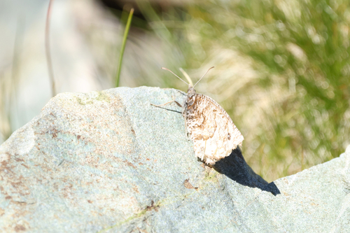 iNaturalist observation photo of Chryxus Arctic