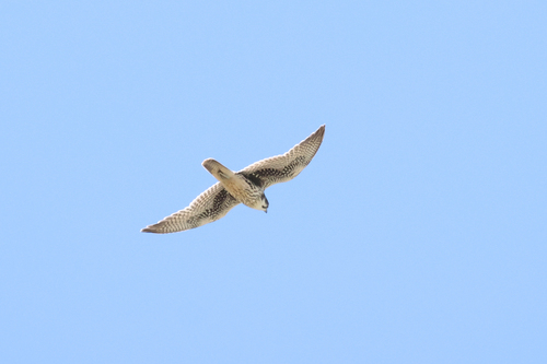 iNaturalist observation photo of Prairie Falcon