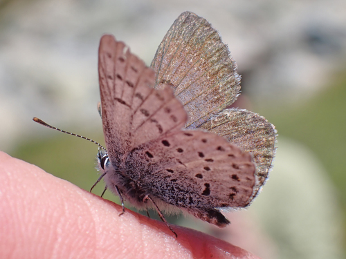 iNaturalist observation photo of Greenish Blue