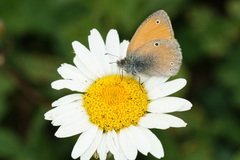 Coenonympha symphita