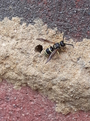 Ancistrocerus waldenii
