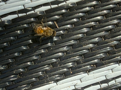 iNaturalist observation photo of Western Honey Bee