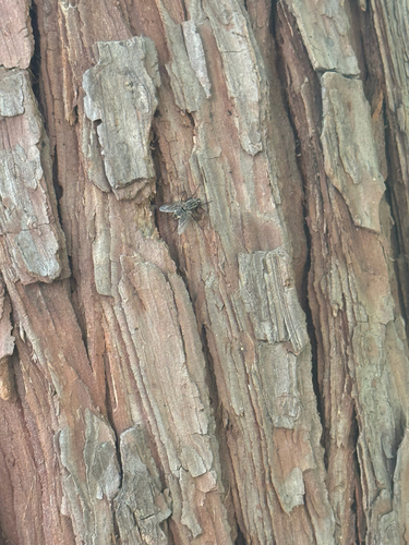 iNaturalist observation photo of Tachinid Flies