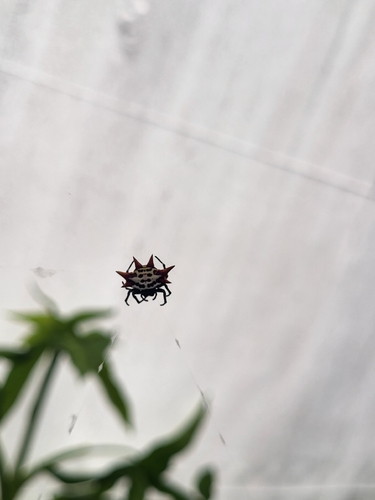 Gasteracantha cancriformis, 2026-07-29