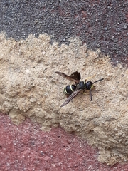 Ancistrocerus waldenii