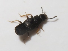 Anotylus inustus