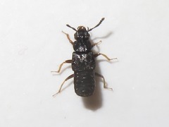 Anotylus inustus