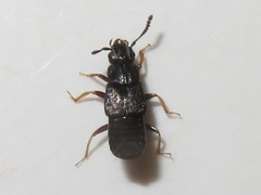 Anotylus inustus