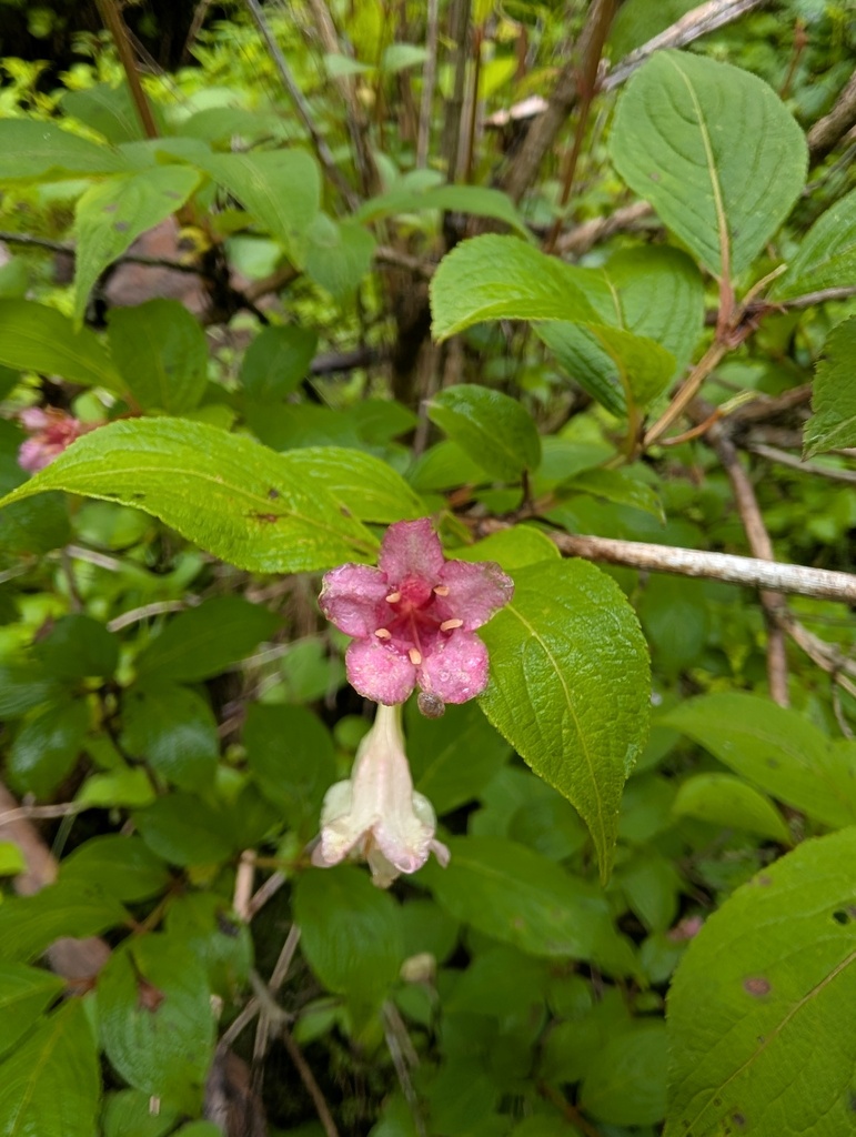 Weigela decora; photograph Kristof Zyskowski, CC BY, iNaturalist via GBIF