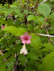 Weigela decora