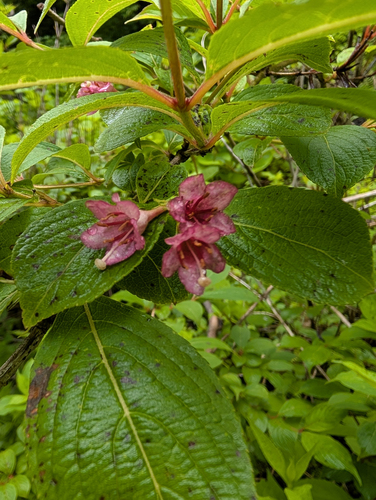 Weigela decora, photograph 1